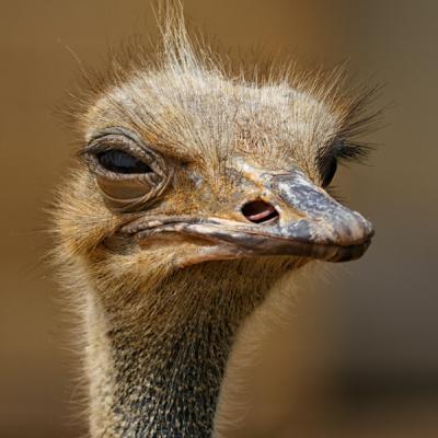 #4: An ostrich’s eyes are bigger than it’s brain?!