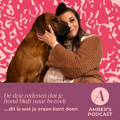 De drie redenen dat jouw hond blaft naar bezoek …dit is wat je eraan kunt doen #154 De drie redenen dat jouw hond blaft naar bezoek …dit is wat je eraan kunt doen #154