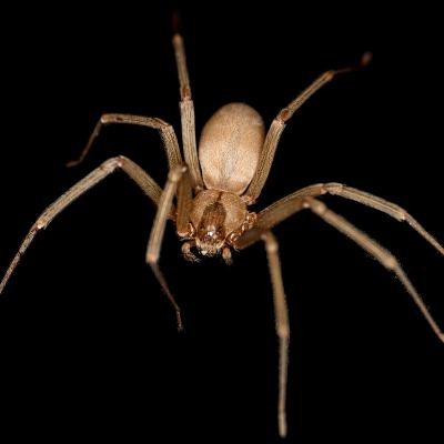 An 8-legged Bite: The Evolution of Venom in Spiders and Beyond (Ep 48)