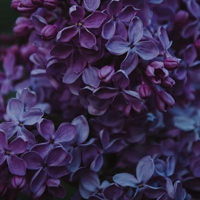 20. 法文第九章（褚笑）départ du petit prince