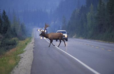 Episode 2: How Can Humans Help Wildlife Stay Safe?