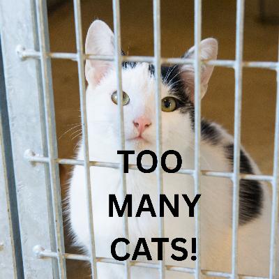 Hillsborough Pet Shelter Cat Surplus - Chelsea Waldeck Pet Resource Center