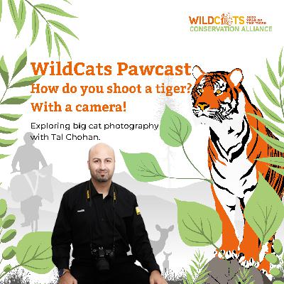 How do you shoot a tiger? With a camera!