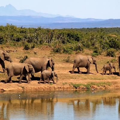 DIALOGOS DE ACTUALIDAD: Derechos de los animales