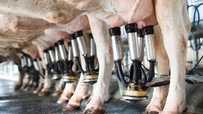 Dairy and Trade issues