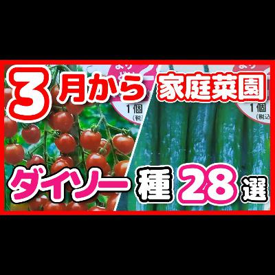 ダイソーの野菜種２８選！完全解説【ポッドキャスト】