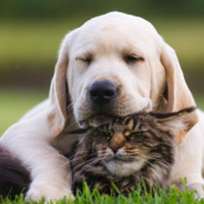 IA x Pets: Os cuidados que se deve ter ao usar IA para confirmações de diagnóticos