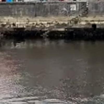 Dolphins Thrill Spectators In Cork City