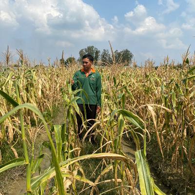 Cần Thơ: Ruộng rẫy xác xơ vì…khói thải