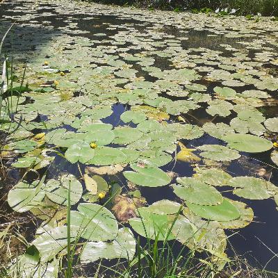 Escribano Palustre - Estrellas de la investigación - 14/07/25
