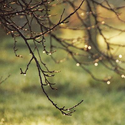 Douce pluie en forêt avec quelques oiseaux (bruit blanc) - 3h pour s'endormir, se relaxer ou se concentrer Douce pluie en forêt avec quelques oiseaux (bruit blanc) - 3h pour s'endormir, se relaxer ou se concentrer
