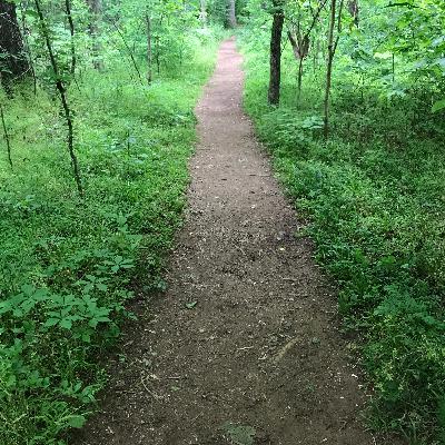 Na Floresta Na Floresta