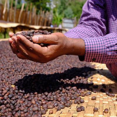 The one where we talk about how we make a coffee selection