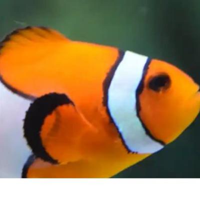 Clowns to the Left – Jokers to the Right – Where I Am?