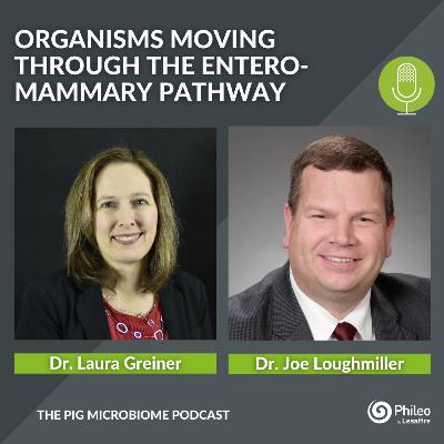 #SHORTS: organisms moving through the entero-mammary pathway