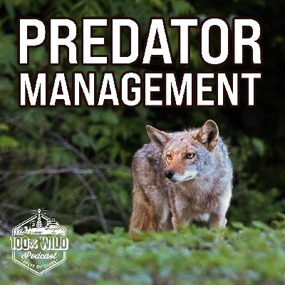 Team Radical Secrets for Professional Coyote Management | 100% Wild Podcast Ep 465 Team Radical Secrets for Professional Coyote Management | 100% Wild Podcast Ep 465