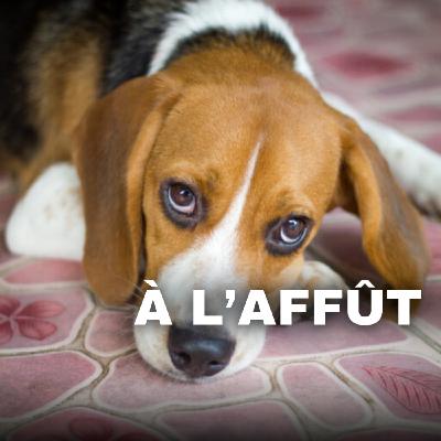 Leptospirose chez le chien: Comment la soigner et l'éviter?