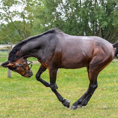 Mitä asioita huomioida hevosten kanssa poikkeustilanteessa