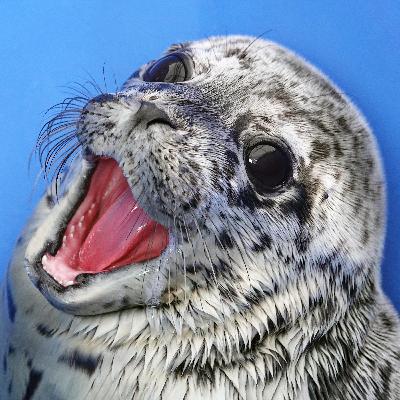 Ep. 2: Vet tech Sion Cahoon... and more of Joey!