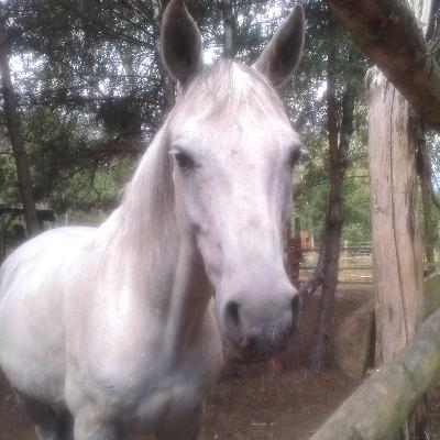 Gdy koń schodzi z wyznaczonej trasy - zrób ćwiczenie