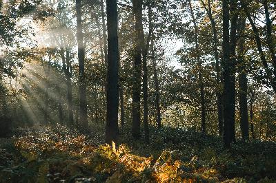 Lessons from the Woods - Uprooting