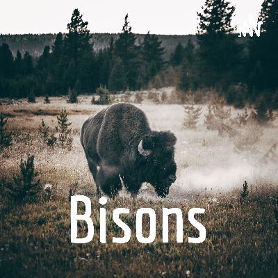 Bison Bison