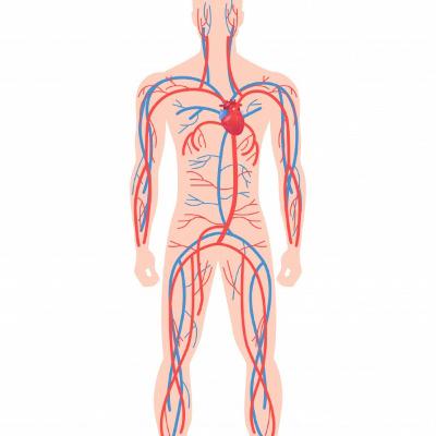Sistema Cardiovascular