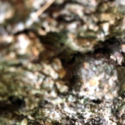 The Institute of Spectra-Sonic Sound 7.18.20