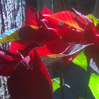 Categorías taxonómicas