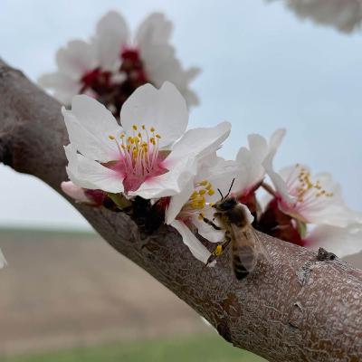 #23 Opylování, oplozování, samosprašnost a cizosprašnost ovocných druhů a odrůd