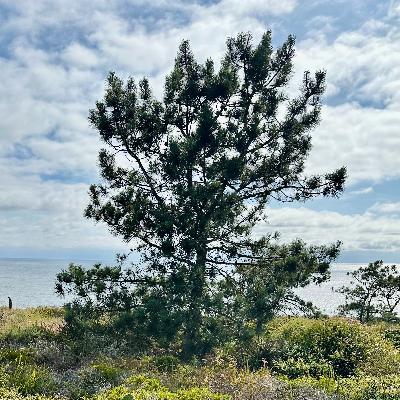 Torrey Pines with Jon Rebman