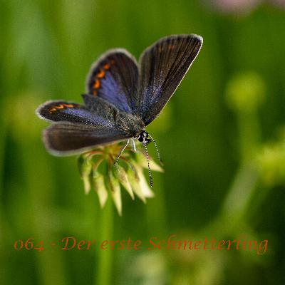 064 - Der erste Schmetterling