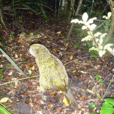 Whenua Hou: Codfish Island and the few Kākāpō Left