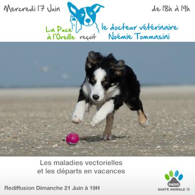 La Puce à l'Oreille #80 - Spéciale maladies vectorielles et départs en vacances, avec Dr Tommasini