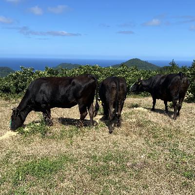 11,隠岐の島の『繁殖牛』について 11,隠岐の島の『繁殖牛』について