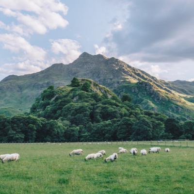 #30 - Next Steps in Scottish Agricultural Policy #30 - Next Steps in Scottish Agricultural Policy