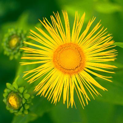 unfollow the blind leader unfollow the blind leader