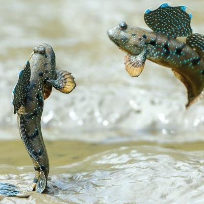 Tập 9 Ký ức tuổi thơ - Đặc sản cá thòi lòi