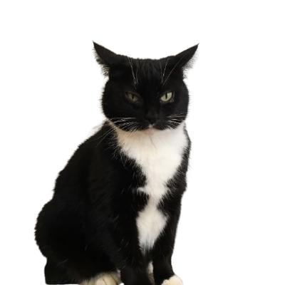 The story behind Wednesday Adams and Black Cat Tarot The story behind Wednesday Adams and Black Cat Tarot