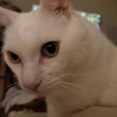 Jack's my white wolf!