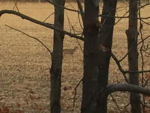 Ep. 23 The First Buck I Saw