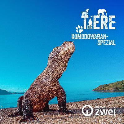 Komodowaran-Spezial | Der letzte Drache und sein Gift Komodowaran-Spezial | Der letzte Drache und sein Gift