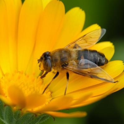 Documental DONDEQUIERA QUE HAYA UNA FLOR, de la realizadora Gladys Pérez Documental DONDEQUIERA QUE HAYA UNA FLOR, de la realizadora Gladys Pérez