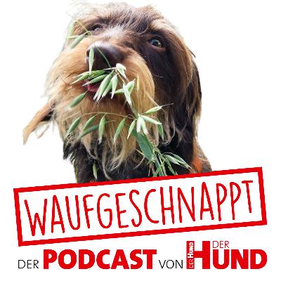 Kräuter für den Hund - Diana Tiebes