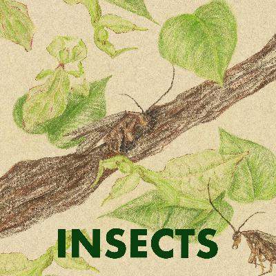 #14 Behind the Buzz | Discovering Singapore's Insect Diversity