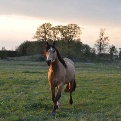 Gubben Med Hatten #41 - När Rädsla Blir Livsstil – Om Hingstbeteende, Veterinärvård och Förlorad Tillit