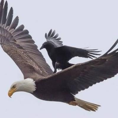 Be an Eagle🦅, not a crow ...
