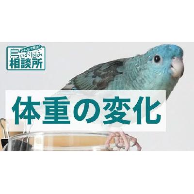 インコの体重は一年を通して、どのくらい変動するの？【鳥のお悩み相談所】