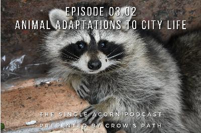 03.02 – Animal Adaptations to City Life 03.02 – Animal Adaptations to City Life