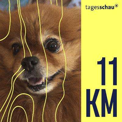 Qualzucht bei Hunden: Wenn Haustiere leiden Qualzucht bei Hunden: Wenn Haustiere leiden